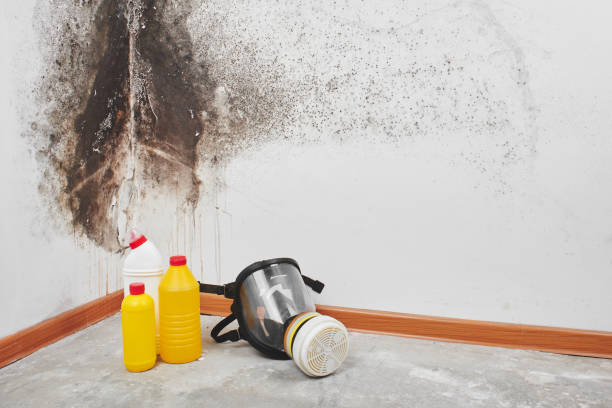 Best Bathroom Mold Remediation in Garden City Park, NY