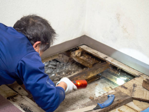 HVAC Mold Remediation