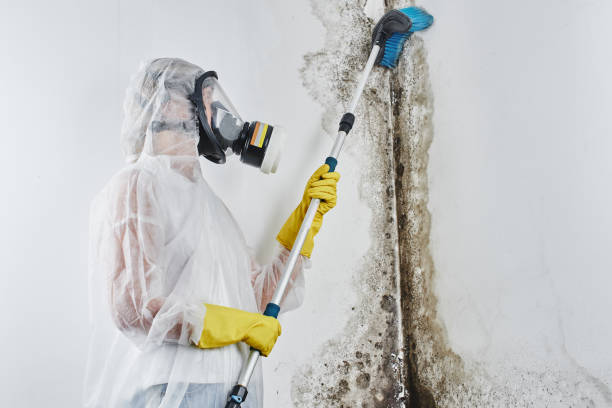 Best Residential Mold Remediation in Garden City Park, NY